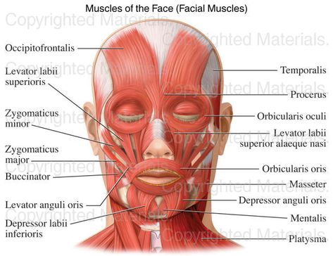 Muscles of the Face (Facial Muscles) Film Posters, Muscles, Facial Muscles, Anatomy, Facial, Medical, Movie Posters