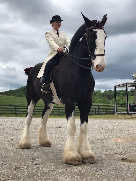 Clidsdail Horse, Clydesdale Horses Riding, Clidestail Horse, Clidesdail Horse, Shire Horse Aesthetic, Clysdale Horses, Horse Clydesdale, Shire Horses, Clydesdale Horse