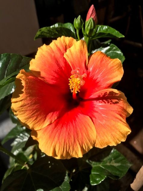 Grow Gorgeous, Gardening Inspiration, Hibiscus Plant, Nothing But Flowers, Flower Therapy, Garden Oasis, Pretty Plants, Beautiful Flowers Pictures, In Full Bloom