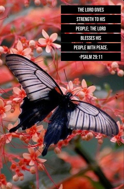 Psalm 29 11, Bible Quotations, Psalm Scriptures, Psalm 29, Spiritual Beauty, Peace Scripture, Daily Blessings, Christian Images, Quotes Bible