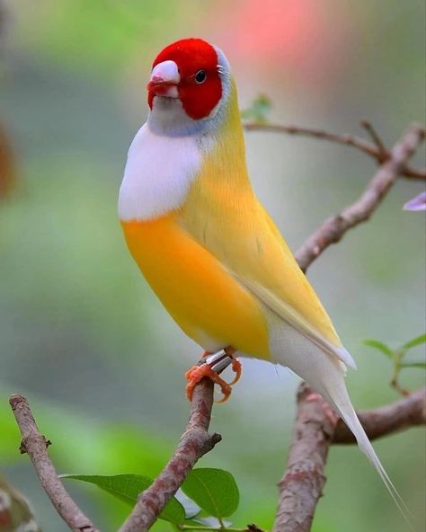 Gouldian Finch, World Birds, Most Beautiful Birds, Bird Watchers, Rare Birds, Finches, Beautiful Bird, Nature Birds, All Birds