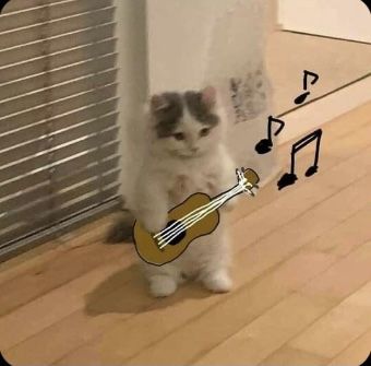 guitar cat pfp Cat Standing, A Cat, Musical, Guitar, Wall