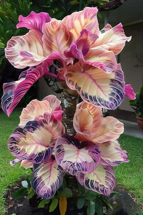 Goth Garden, Unusual Plants, Plant Aesthetic, Unique Trees, Colorful Plants, Garden Yard Ideas, Pretty Plants, Beautiful Flowers Pictures, Exotic Plants