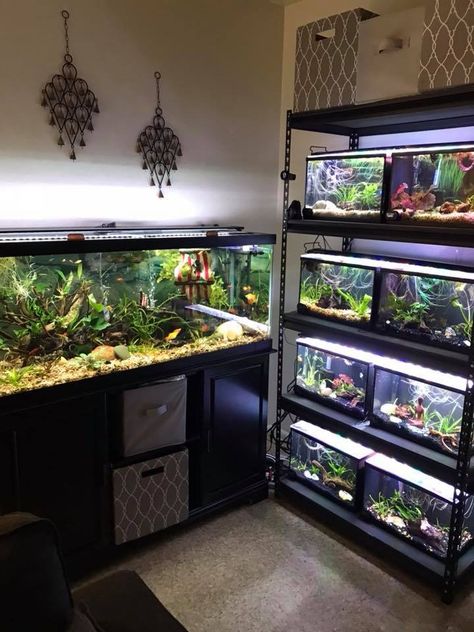 Custom Vivarium, Gargoyle Gecko, Fish Tank Themes, Fish Tank Terrarium, Cool Fish Tanks, Reptile Room, Aquarium Terrarium, Fishing Room, Fresh Water Fish Tank