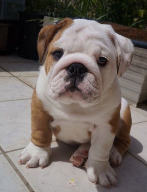 English Bulldog French Bulldog Facts, Cute Bulldog Puppies, Cute Bulldogs, English Bulldog Puppies, Old English Bulldog, English Bulldog Puppy, English Bulldogs, Puppy Breeds