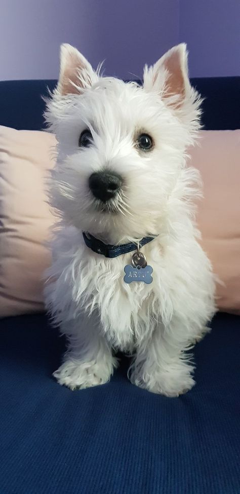 West Terrier, Westie Puppies, Highland Terrier, Highlands Terrier, Westie Dogs, White Terrier, West Highland Terrier, West Highland White Terrier, White Dog