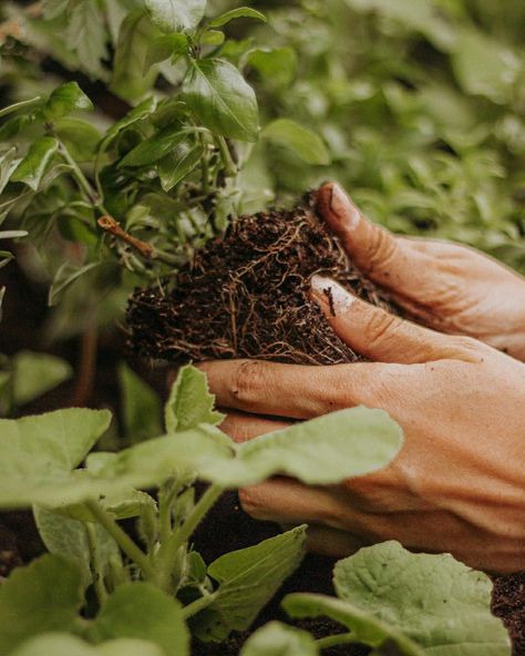 Horticulturist Aesthetic, Male Gardener Aesthetic, Gardner Aesthetic, Green Academia Aesthetic, Gardener Aesthetic, Green Academia, Grandmas Garden, Aesthetic Boy, Green Witch