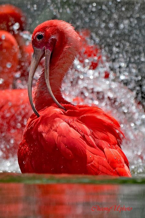 Scarlet Ibis Shorebirds, Nature, Marine Life, Scarlet Ibis, Texas State Parks, Strange Animals, Nature Birds, Weird Animals, Beautiful Creatures