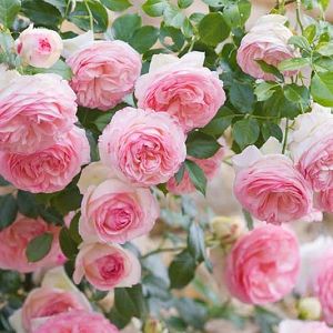 Eden Climbing Rose, Iceberg Climbing Rose, White Climbing Roses, Hillside Gardening, Rose Plant Care, Eden Rose, Climbing Flowers, Hybrid Tea Rose, Fragrant Roses