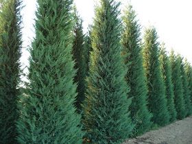 Leylandii Hedge, Zone 8 Plants, Cupressocyparis Leylandii, Monterey Cypress, Leyland Cypress, Fast Growing Evergreens, Wind Break, Vascular Plant, Cypress Trees