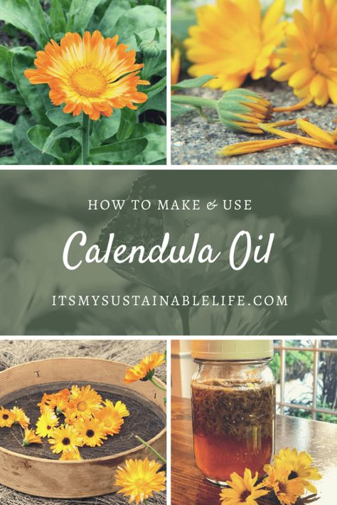 Calendula Infused Oil, Ball Canning Jars, Calendula Flowers, Healing Salve, Homemade Toothpaste, Infused Oil, Healing Salves, Calendula Flower, Calendula Oil