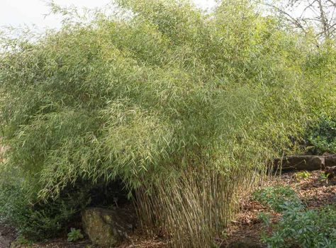 A particularly robust species, Fargesia nitida (Chinese Fountain Bamboo) is an elegant, evergreen, clump-forming bamboo with tall and slender, purple-flushed green canes strongly arching under the weight of the foliage. Short and very narrow, up to 4 in. long (10 cm), the leaves are slightly matte dark gray-green on the upper surface, and matte gray-green beneath. Chinese Fountain, Non Invasive Bamboo, Garden Retreat Ideas, Fargesia Rufa, Lily Turf, Deer Garden, Fragrant Garden, Outdoor Steps, Fragrant Plant