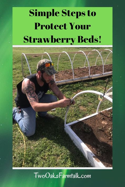 Protecting Strawberry Plants, Strawberry Protection, Strawberry Patch Ideas, Raised Strawberry Beds, Strawberry Bed, Potted Gardens, Strawberry Tower, Strawberry Beds, Bird Netting