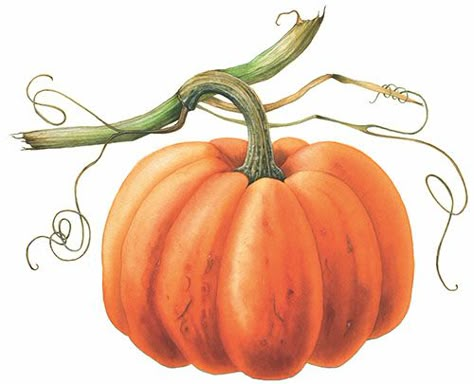 paint a pumpkin feature Paint A Pumpkin, Vegetable Painting, Fall Drawings, Pumpkin Drawing, Watercolor Pumpkins, Fall Watercolor, Pumpkin Art, Watercolor Painting Techniques, Watercolor Art Lessons