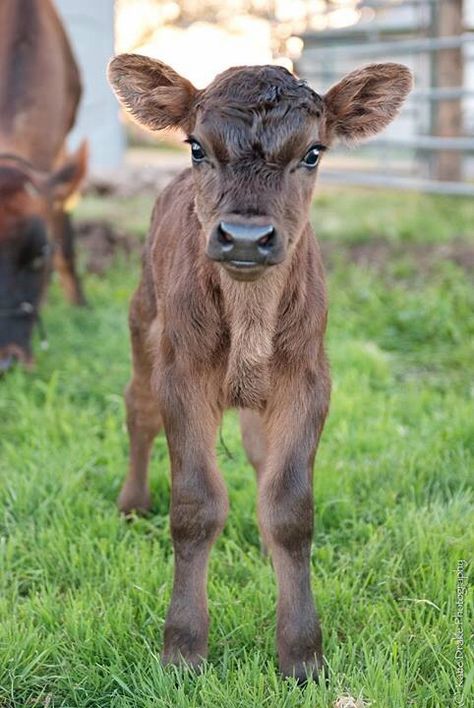 Calf Reference, Calf Photography, Cute Fluffy Cow, Calf Drawing, Cow Fluffy, Cute Animals Drawings, Fluffy Cow, Cow Cute, Cow Photography