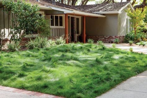 Products we recommend: Delta Bluegrass No-Mow Sod — Yardzen | Online Landscape Design Eco Lawn, Drought Resistant Grass, Backyard Forest, Garden Ground, Villa Architecture, Lawn Alternatives, Drought Tolerant Garden, Drought Tolerant Landscape, Plans Architecture