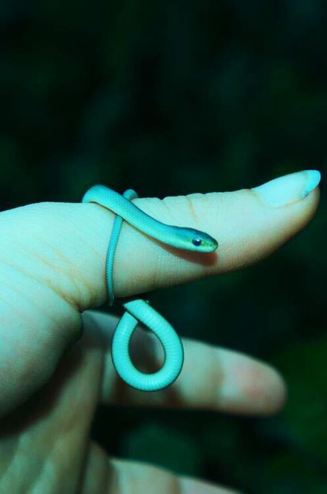 Tiny Snake on finger Snake Pet, Baby Snakes, Pretty Snakes, Blue Snake, Snake Lovers, Cute Reptiles, Cute Snake, Pet Snake, Beautiful Snakes