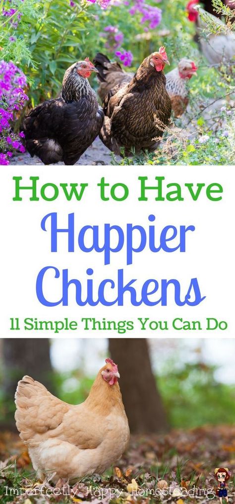 How to Have Happier Chickens. 11 Simple Things You Can Do for your homestead or backyard chickens. Urban Chicken Farming, Baby Chicks Raising, Portable Chicken Coop, Chicken Toys, Urban Chickens, Backyard Chicken Farming, Best Chicken Coop, Raising Backyard Chickens, Chicken Coop Designs