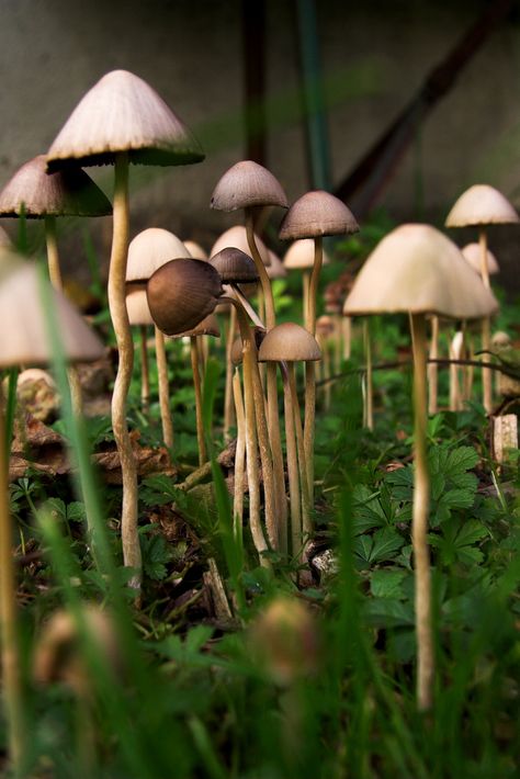 Explore PauPePro's photos on Flickr. PauPePro has uploaded 4194 photos to Flickr. Liberty Caps Mushroom, Shroom Forest, Liberty Caps, Woodland Mushrooms, Psilocybin Mushrooms, Mushrooms Growing, Lichen Moss, Nature Tattoo, Mushroom Forest