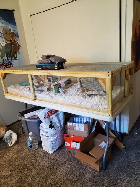 Finished DIY mouse enclosure. Said I'd post it when it was all done. About 8 by 2 ft. #Mouse #Mice #rodent #pet Diy Mouse Enclosure, Diy Mouse Cage, Mice Enclosure, Mouse Enclosure, Diy Mouse, Mouse Cage, Pet Room, Animal Room, Pet Cage