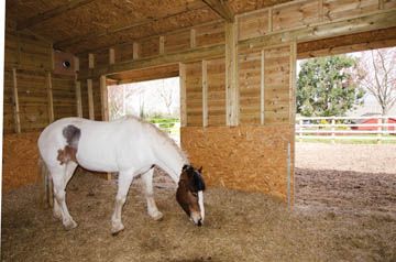 Run In Shed For Horses, Horse Stalls Cheap, Mini Horse Barn, Equine Stables, Group Housing, Horse Shed, Livestock Shelter, Horse Farm Ideas, Small Barns