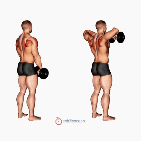 Trap Exercises, Shoulder And Trap Workout, Trap Workout, Russian Twist Exercise, Dumbbell Upright Row, Lat Workout, Traps Muscle, Traps Workout, Upright Row