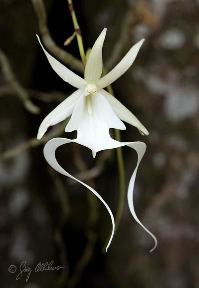 Ghost Orchid Aesthetic, Ghost Orchid Tattoo, The Magic Faraway Tree, Ghost Orchid, Unusual Plants, Unusual Flowers, Rare Flowers, Beautiful Orchids, Unique Flowers