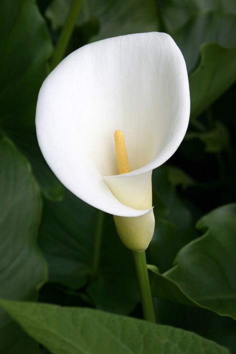 Calla lilly                                                       … Cala Lilly, Natural Geometry, Arum Lily, Calla Lily Flowers, Flower Image, Lily Painting, Gum Paste Flowers, Magical Garden, Rare Flowers