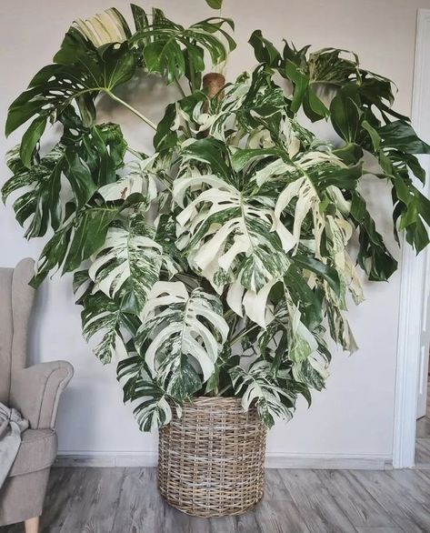 Janda Bolong Variegata, Albo Monstera Plant, Monstera Albo Variegata, Monstera Variegata, Indoor Plants Styling, Variegated Monstera, Monstera Albo, Plant Party, Plant Goals