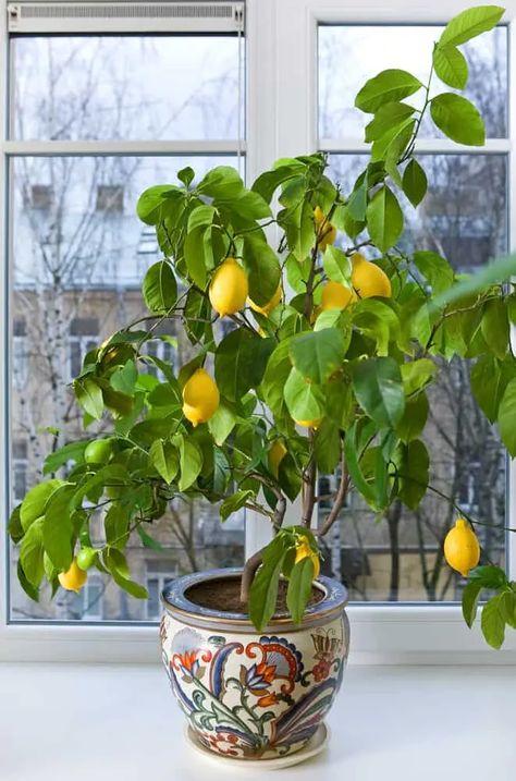 Indoor Lemon Tree, Indoor Fruit Trees, Growing Citrus, Meyer Lemon Tree, Tattoo Plant, Citrus Plant, Indoor Trees, Citrus Trees, Growing Fruit