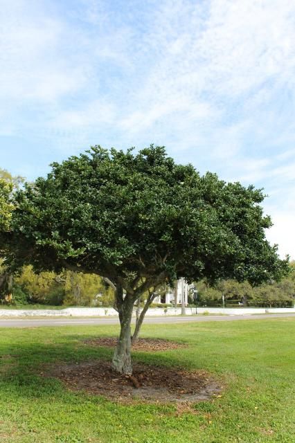 Ligustrum Tree, Privet Tree, Japanese Privet, Ligustrum Japonicum, Evergreen Flowers, Broadleaf Evergreen, Backyard Trees, Backyard Privacy, Agricultural Science