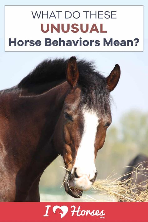 unusual horse behavior Horse Groundwork, Unusual Horse, Vet Technician, Horse Farm Ideas, Horse Behavior, Diy Horse Barn, Horse Information, Riding Tips, Diy Horse