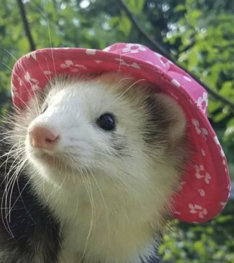 A Ferret, Ferret, Flowers, Pink, White