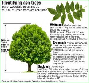 Ash trees ID - young sprout along V fence line Green Ash Tree, Maple Tree Landscape, Tree Drawings Pencil, Custom Backyard, Tree Id, Broadleaf Evergreen, Urban Tree, Tree Identification, Sacred Plant