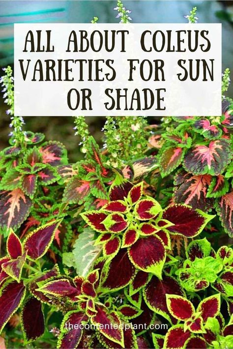 all about coleus varieties for sun or shade-pin image Coleus Pots, Coleus In Pots, Coleus Containers, Coleus Care, Coleus Varieties, Corner Garden Ideas, Coleus Plants, Coleus Plant, Trees For Front Yard