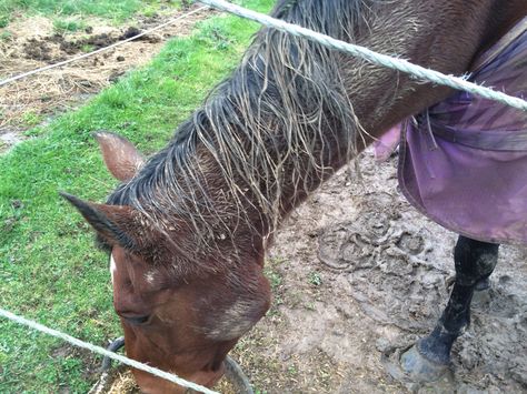 My partners muddy horse. Muddy Horse, Goats, Horses, Animals