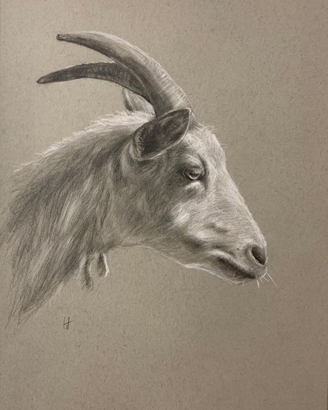 Goat Side Profile, Goat Profile, Goat Anatomy, Goat Drawing, Goat Paintings, Dark Cottagecore Decor, Sheep Paintings, Goat Art, Profile Drawing