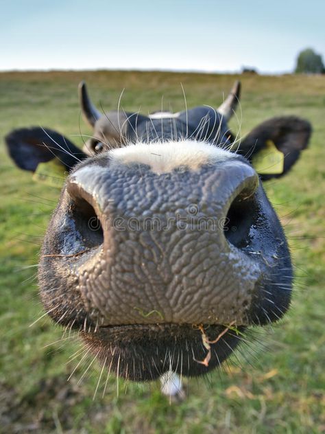 Big nose cow. Wide angle shot of cow nose , #Aff, #cow, #nose, #Big, #shot, #angle #ad Photos Of Cows Faces, Shaggy Cow Picture, How To Paint Cow Eyes, Cow Nose Drawing, Big Nose Drawing, Cow Reference, Funny Cow Pictures, Cow Faces, Big Cow