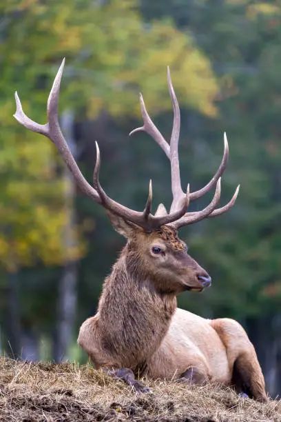 Stag Elk Calling - Free photo on Pixabay - Pixabay Animal Photography Aesthetic, Elk Aesthetic, Elk Reference, Totem Ideas, Elk Pictures, Elk Photo, Yellow Board, Bull Elk, Eagle Pictures