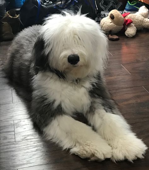 Lilly Belle Irish Sheep Dog, Old Sheep Dog, Dogs Medium Size, Old English Sheep Dog, English Sheep Dog, English Sheepdog Puppy, Old English Sheepdog Puppy, Sheep Dogs, Sheep Dog