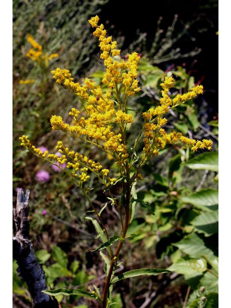 Solidago juncea (Early goldenrod) Early Goldenrod, Lady Bird Johnson Wildflower Center, Seed Collection, University Of Texas At Austin, Lady Bird Johnson, Seed Bank, Invasive Species, Plant List, Lady Bird