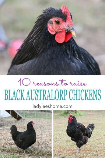 Black Australorp Chickens, Australorp Chickens, Australorp Chicken, Black Australorp, Heritage Chickens, Laying Chickens, Raising Farm Animals, Types Of Chickens, Backyard Chicken Farming