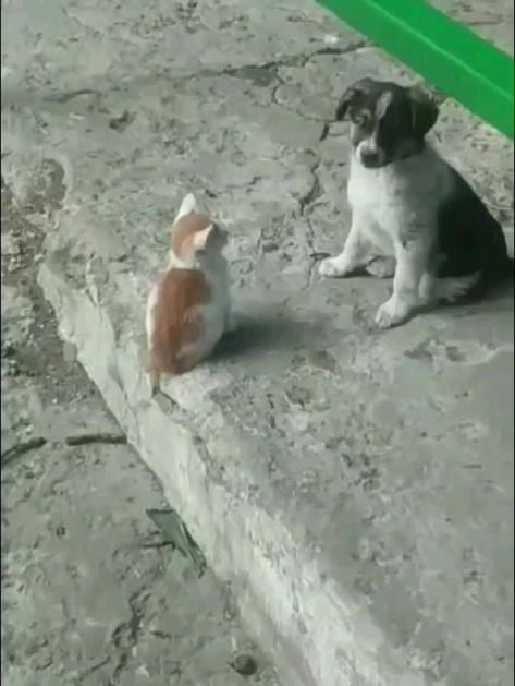 Puppies And Kitties, Animals Friendship, Funny Cats And Dogs, Cat And Dog, Cute Wild Animals, Funny Cute Cats, Cute Cats And Dogs, Cats And Dogs, Dog Gifs