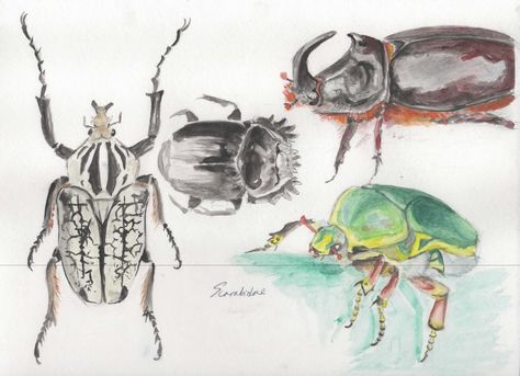 Scarabaeidae Beetle studies by KeraJoan.deviantart.com on @DeviantArt Insect Watercolor Painting, Bugs Painting, Terracotta Home Decor, Watercolor Bugs, Bug Watercolor, Bug Painting, Insects Painting, Terracotta Home, Beetle Painting