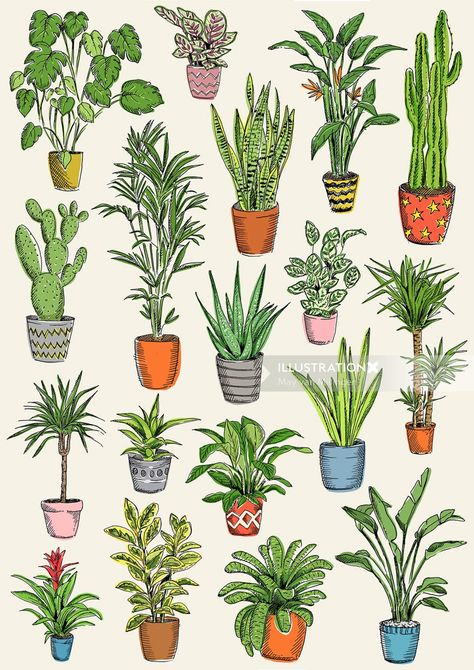 May van Millingen House Plant Illustration, Scientific Drawing, Plant Sketches, Cactus Illustration, Plant Drawing, Drawing Images, Plant Illustration, Botanical Drawings, Foliage Plants