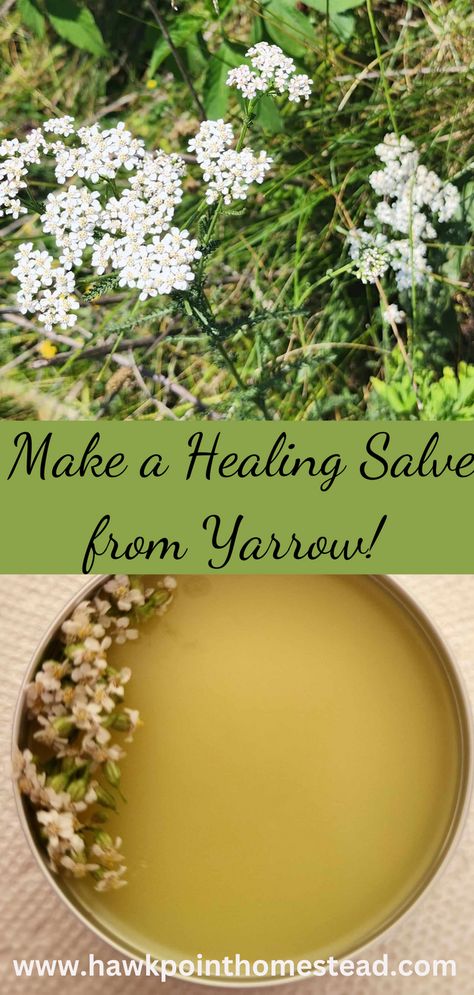 This recipe for how to make yarrow salve, a healing herbal salve, is an easy-to-make useful herbal salve. This salve made from yarrow has healing benefits for the skin and great to have on hand. Yarrow is a versatile and great herb with so many different possible medicinal properties. It is very easy to grow and is commonly found growing wild. Yarrow Salve, Herbal Salve Recipes, Homemade Salve, Salve Recipes, White Clover, Herbal Salves, Mosquito Bites, Healing Salves, Herbal Recipes