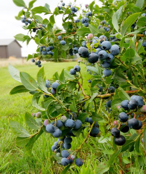 Spartan Highbush Blueberry - Bower & Branch Landscape Planning, Highbush Blueberry, Growing Blueberries, Big Trees, Blueberry Bushes, Landscape Plans, Big Tree, Plant Roots, Organic Matter