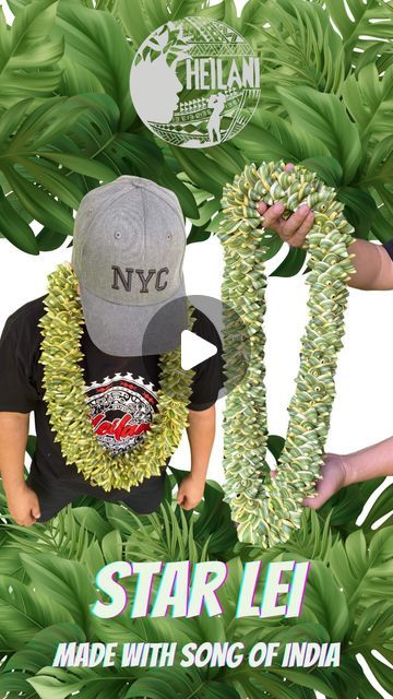 Heilani Productions on Instagram: "🍃STAR LEI🍃 Using Song of India leaves For some very special people . About 4hrs to make a nice thick one . Song of India leaves (Antigonon leptophyllum) have a rich history in Hawaiian culture, dating back to the 19th century.  Introduced by European settlers, the leaves gained popularity among Hawaiian royalty and upper-class citizens due to their striking beauty and unique texture.  They became a staple in Hawaiian lei-making, representing good luck, prosperity, and spiritual growth.  The leaves were used in traditional ceremonies, including weddings and funerals, and were considered a symbol of royal status.  Today, the leaves are still valued in Hawaiian culture, with many modern lei-makers incorporating them into their designs to pay homage to trad Hawaiian Lei Craft, Song Of India Lei, Ti Leaf Lei How To Make, Hawaiian Royalty, Royal Status, Lei Diy, Lei Day, Money Lei Diy, Lei Making