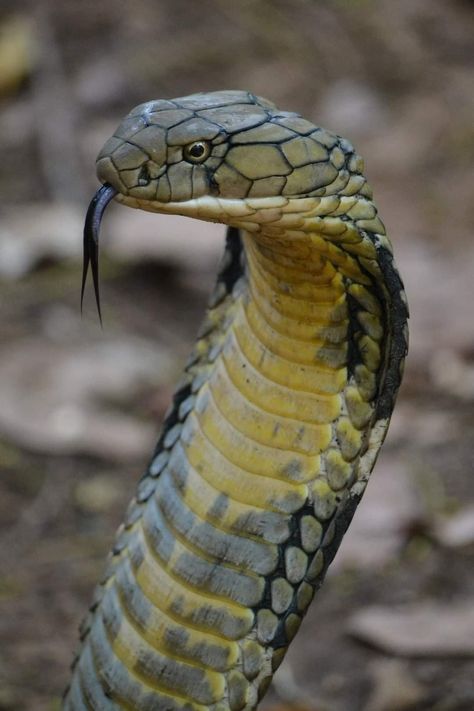 King Cobra (Ophiophagus hannah), female, family Elapidae, Thailand  Venomous.  - The largest species of venomous snake in the world.  Photograph by Teddy Gilbert￼￼￼ King Cobra Snake, Danger Noodles, Venomous Snake, Danger Noodle, Venomous Snakes, Largest Snake, Cobra Snake, Pet Snake, Snake Venom