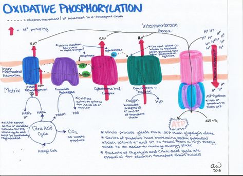 Oxidative Phosphorylation Mcat Study Tips, Cell Biology Notes, Oxidative Phosphorylation, Biology Activity, Photosynthesis And Cellular Respiration, General Biology, Cells Project, Mcat Study, A Level Biology